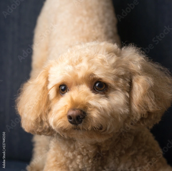 Obraz Cavapoo Puppy