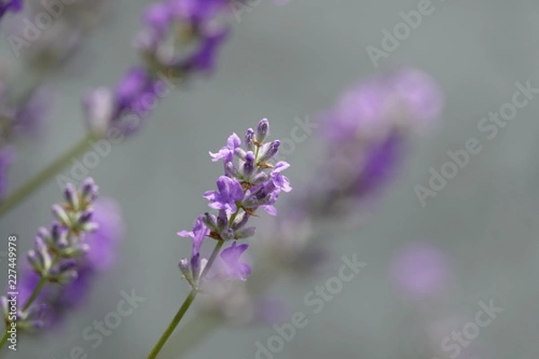 Fototapeta ラベンダー