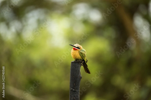 Fototapeta white chinned bee eater0