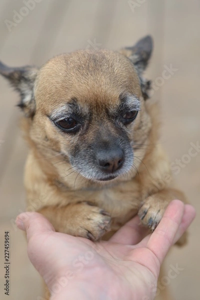 Fototapeta Dog in the palm of your hand