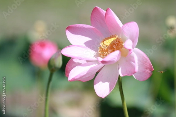 Fototapeta The delicate Lotus