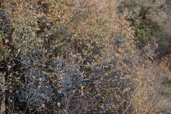 Fototapeta Терновник куст