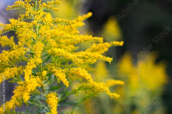 Obraz An autumn evening, sunlit goldenrod on a textured background with abstract yellow flowers ~GOLD RUSH~
