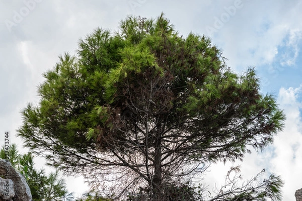 Fototapeta One tree with a cloudy sky background. on the rocks. Pinus halepensis, Aleppo pine, evergreen tree. Horizontal.