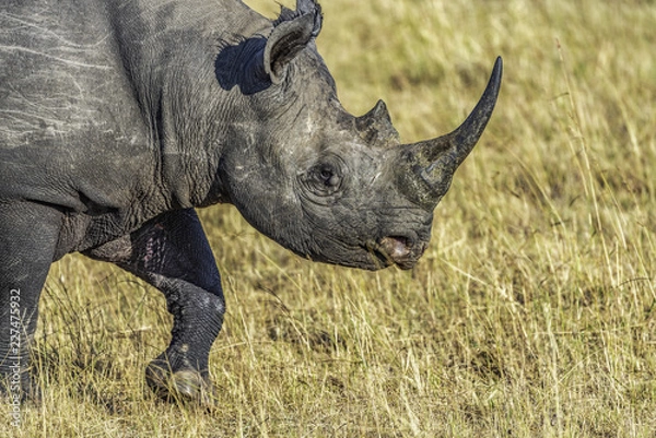 Fototapeta Close up of a rare, solitary male Eastern Black Rhino as he moves through the savannah.It has a pointed, prehensile upper lip, which is adapted for grasping leaves, twigs. Side view. Selective focus.