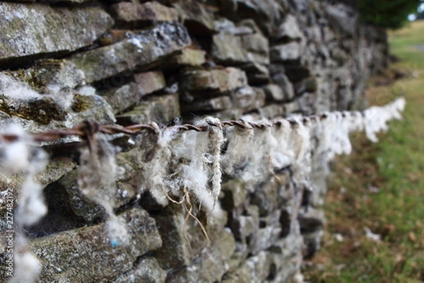Fototapeta sheeps wool stuck on barbed wire.