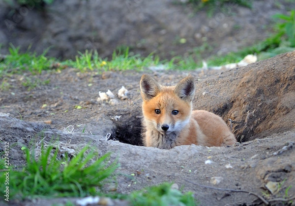 Fototapeta Kit Fox in the Wild