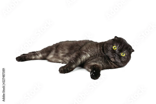 Fototapeta Scottish Fold cat, with yellow eyes, in various poses, isolated on white background.