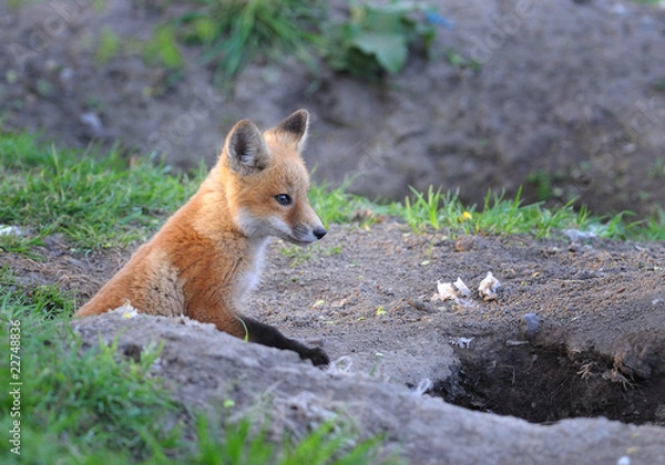 Fototapeta Kit Fox in the Wild