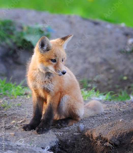 Fototapeta Kit Fox in the Wild