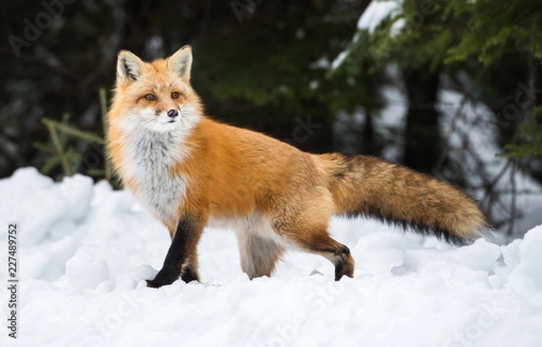 Obraz Red fox