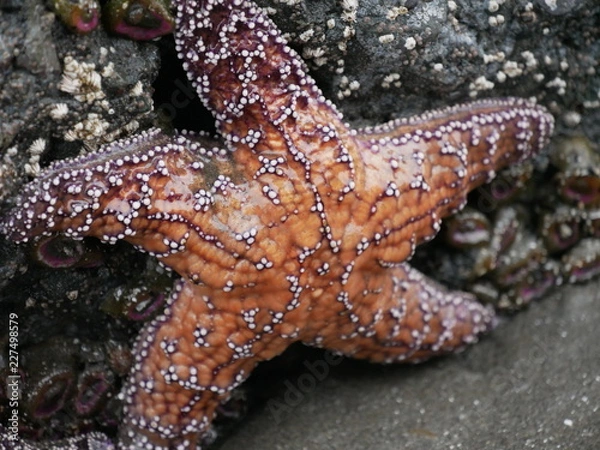 Obraz starfish on the beach
