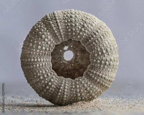 Obraz Sea Urchin Shell Macro Image