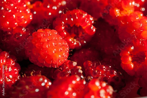 Obraz Salmonberry Foraging