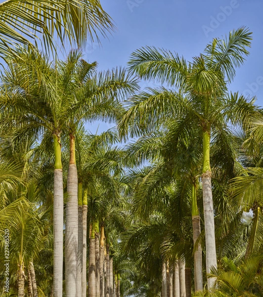 Obraz Palm trees 510