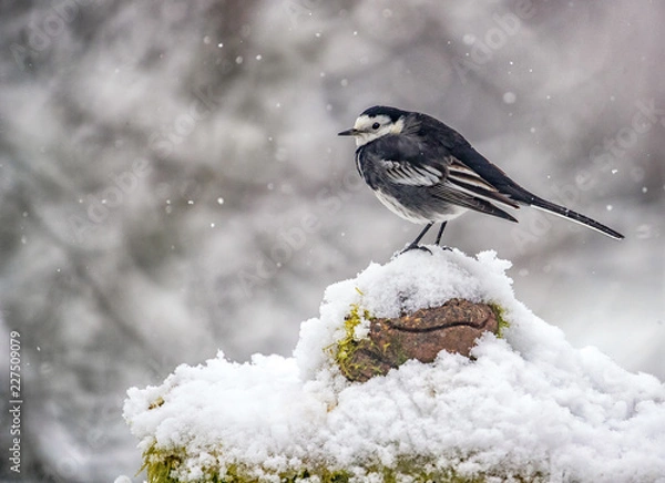 Obraz Pied Wagtail garden bird in the snow