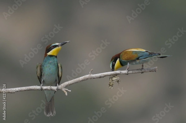 Obraz Bee-eater, Merops apiaster - the marriage period