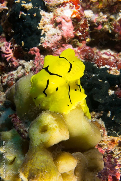 Obraz Nudibranqueo banana