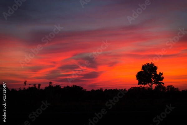 Fototapeta romantink sunset landscape with silhouette of trees 