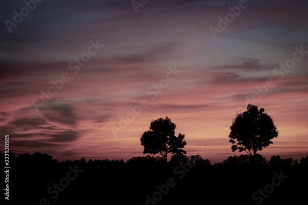 Fototapeta romantink sunset landscape with silhouette of trees 