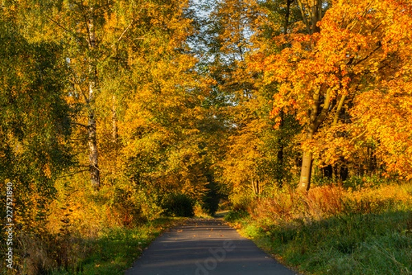 Fototapeta Autumn scene. Fall background. Colorful leaves in park everywhere. Trees and path covered by yellow foliage.
