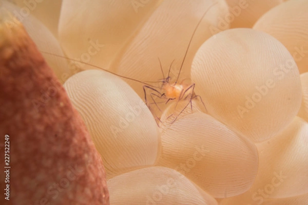 Obraz gamba entre bolas de coral