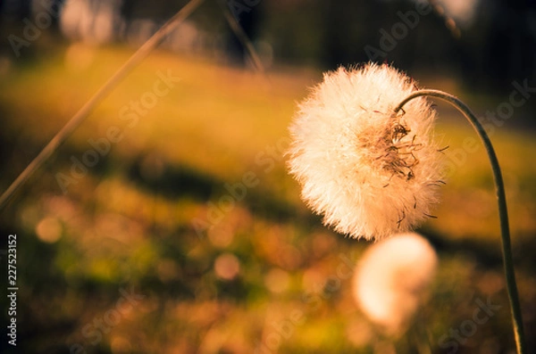Obraz Dandelion