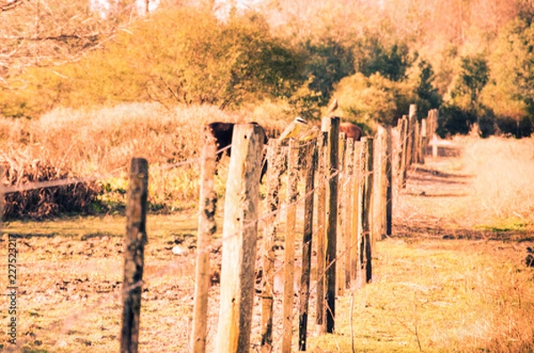 Obraz Bird in the fence