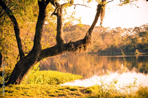 Obraz Tree in the autumn