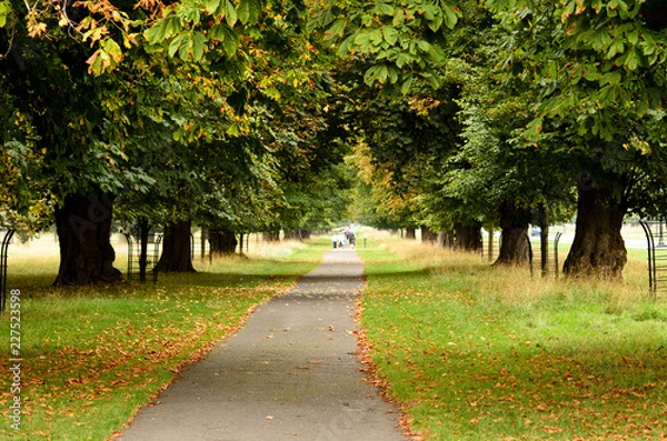 Obraz Road in autumn