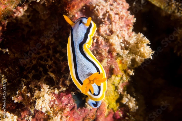 Obraz Nudibranqueo equilibrista