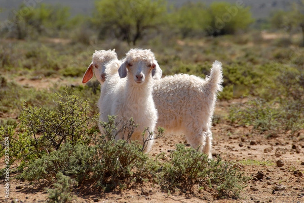 Obraz Young Angora Goats