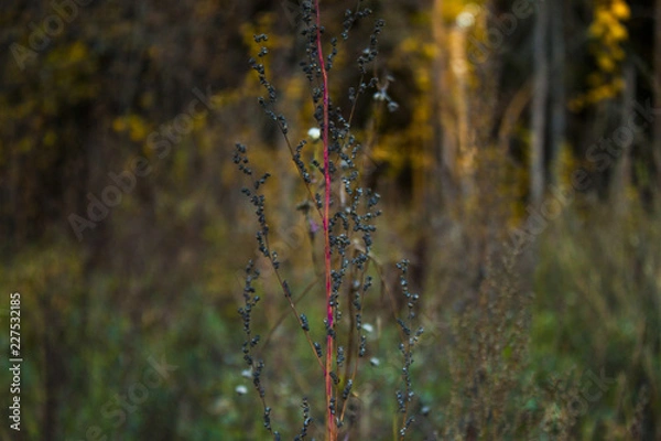Fototapeta Осень / fall