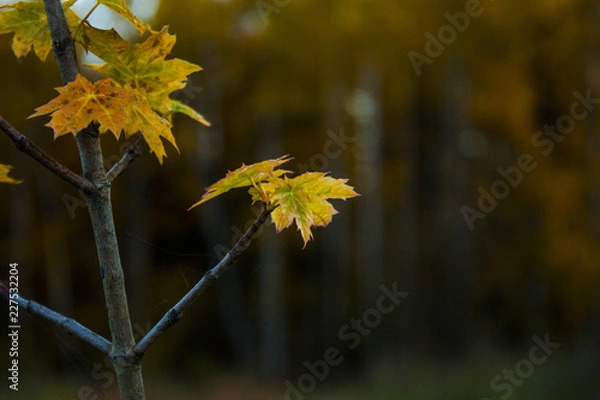 Fototapeta Осень / fall