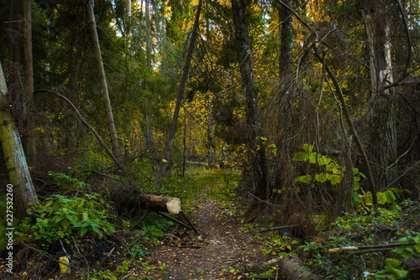 Fototapeta Осень / fall