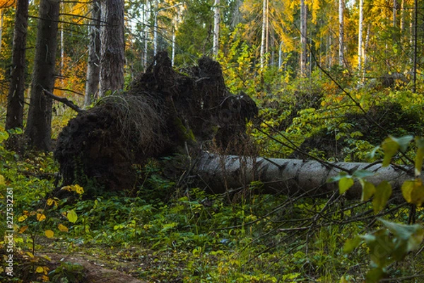 Fototapeta Осень / fall