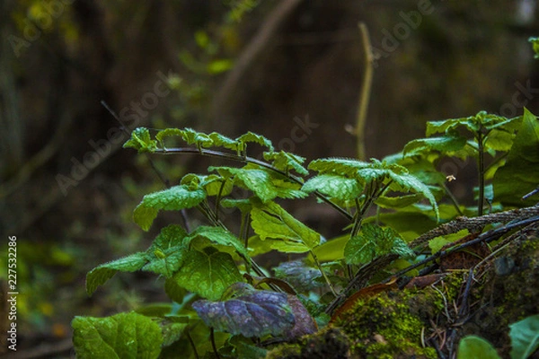 Fototapeta Осень / fall