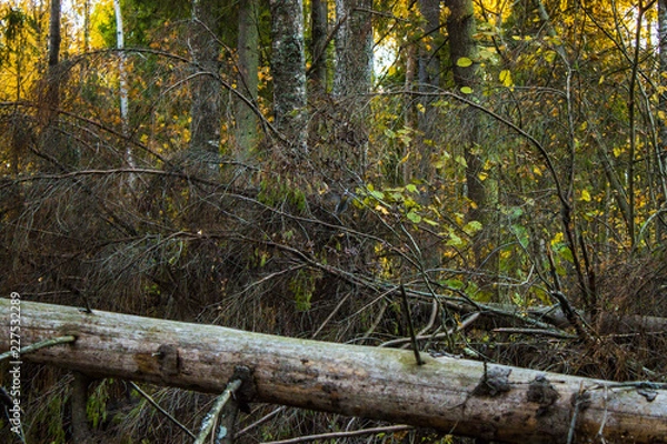 Fototapeta Осень / fall