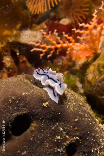 Fototapeta cumbre alcanzada