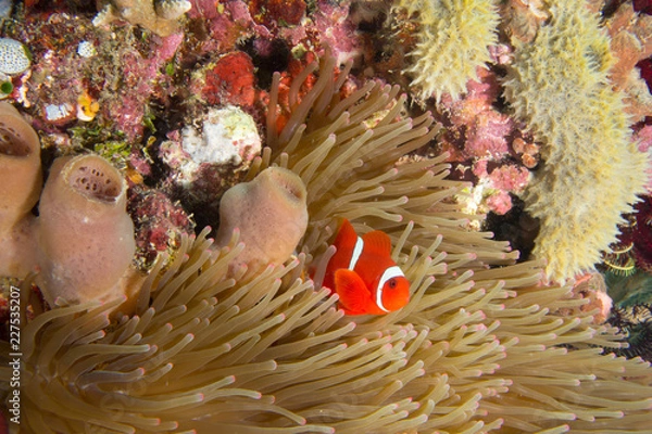 Obraz Protegiendo la anemona 1