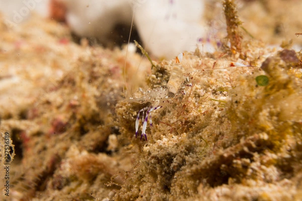 Fototapeta Gamba transparente 1