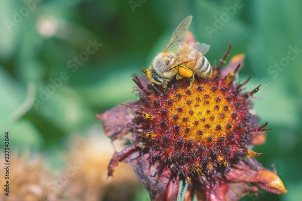 Fototapeta Biene @ Work