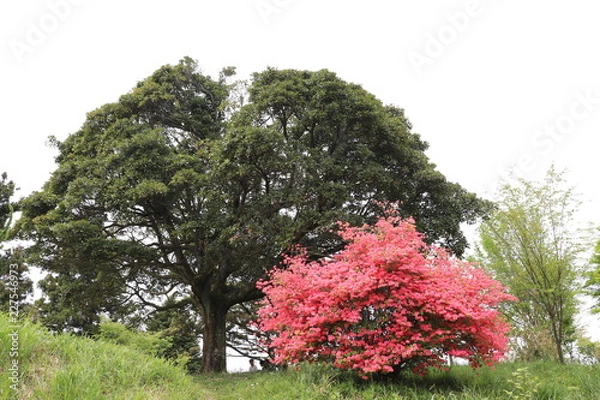 Obraz 大木とオンツツジ