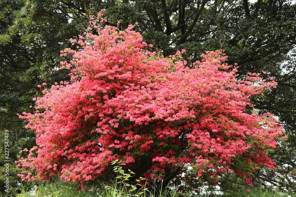 Obraz オンツツジ