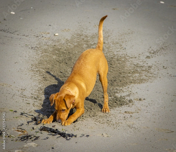 Obraz Dog Digging Sand