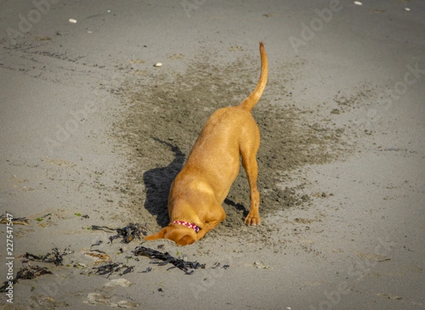 Obraz Dog Digging Sand