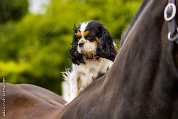 Obraz Dog on Horse