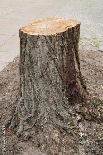 Obraz Gefällter Straßenbaum