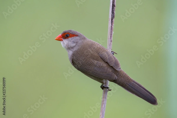 Fototapeta Common Waxbill