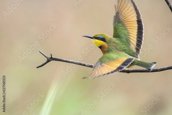 Fototapeta Little Bee-eater Wings
